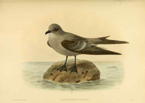 Reproducción/Reproduction 46913454284: A monograph of the petrels (order Tubinares) /. London :Witherby & Co. ...,1907-1910.. 