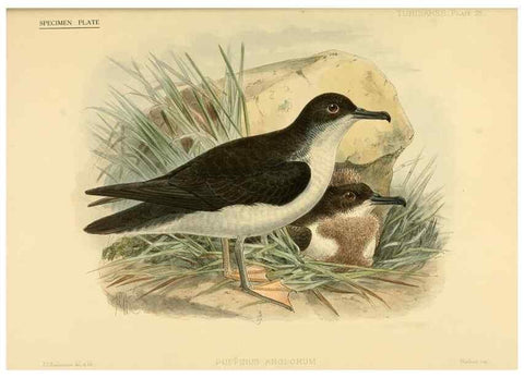 Reproducción/Reproduction 32695144607: A monograph of the petrels (order Tubinares) /. London :Witherby & Co. ...,1907-1910.. 