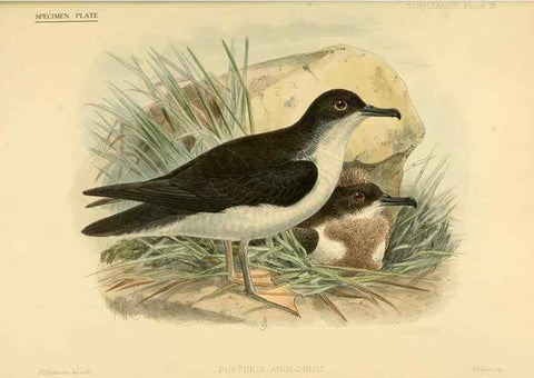 Reproducción/Reproduction 32695144607: A monograph of the petrels (order Tubinares) /. London :Witherby & Co. ...,1907-1910.. 