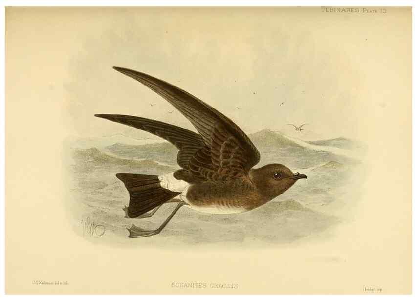 Reproducción/Reproduction 32695133347: A monograph of the petrels (order Tubinares) /. London :Witherby & Co. ...,1907-1910.. 
