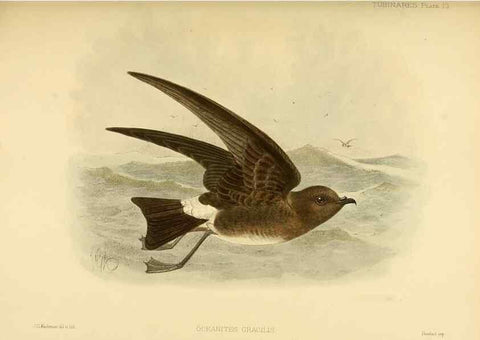Reproducción/Reproduction 32695133347: A monograph of the petrels (order Tubinares) /. London :Witherby & Co. ...,1907-1910.. 