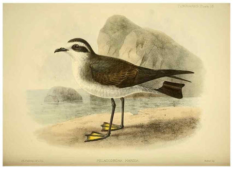Reproducción/Reproduction 33760266438: A monograph of the petrels (order Tubinares) /. London :Witherby & Co. ...,1907-1910.. 