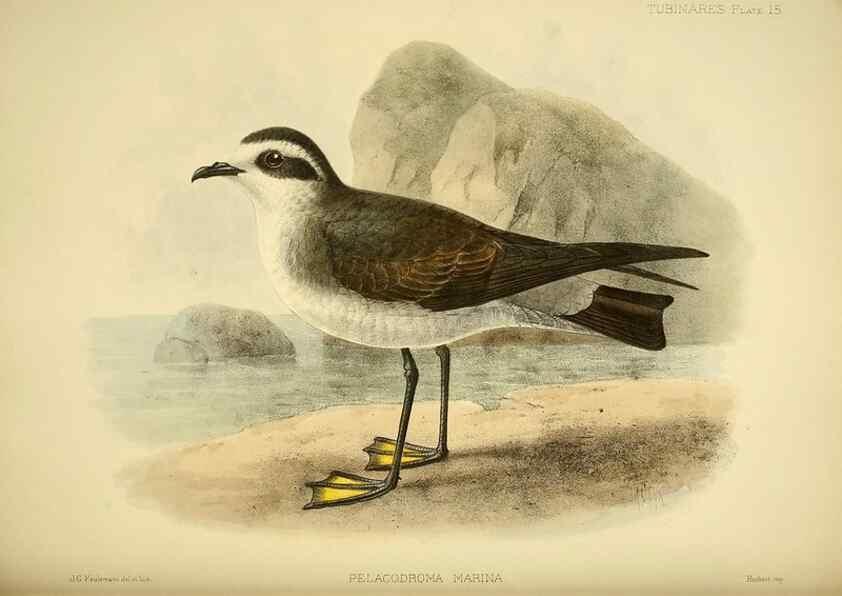 Reproducción/Reproduction 33760266438: A monograph of the petrels (order Tubinares) /. London :Witherby & Co. ...,1907-1910.. 