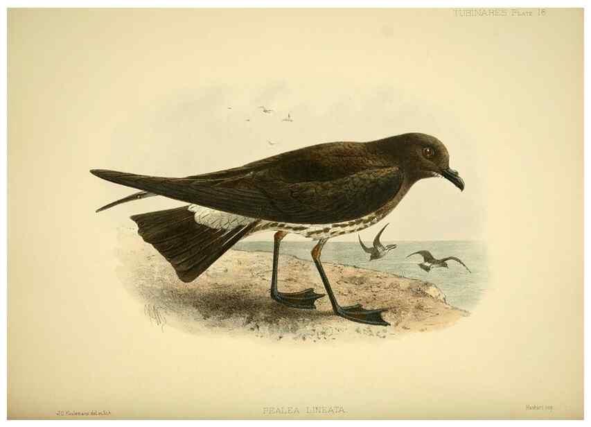 Reproducción/Reproduction 40671177993: A monograph of the petrels (order Tubinares) /. London :Witherby & Co. ...,1907-1910.. 