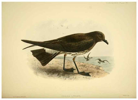 Reproducción/Reproduction 40671177993: A monograph of the petrels (order Tubinares) /. London :Witherby & Co. ...,1907-1910.. 