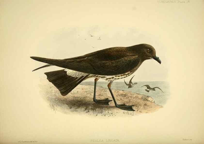 Reproducción/Reproduction 40671177993: A monograph of the petrels (order Tubinares) /. London :Witherby & Co. ...,1907-1910.. 