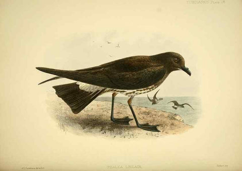 Reproducción/Reproduction 40671177993: A monograph of the petrels (order Tubinares) /. London :Witherby & Co. ...,1907-1910.. 