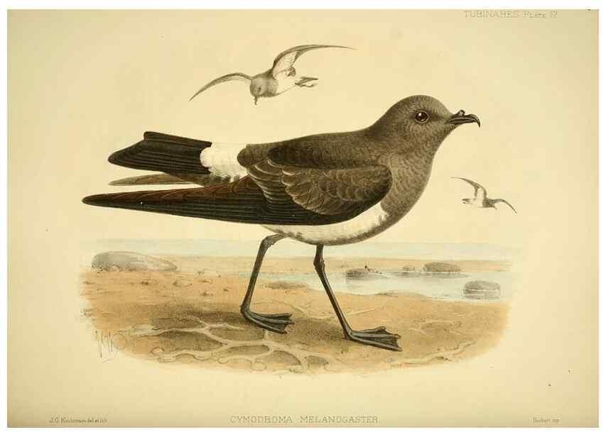 Reproducción/Reproduction 47584948342: A monograph of the petrels (order Tubinares) /. London :Witherby & Co. ...,1907-1910.. 