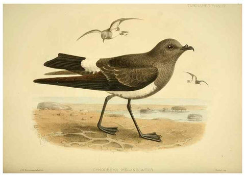 Reproducción/Reproduction 47584948342: A monograph of the petrels (order Tubinares) /. London :Witherby & Co. ...,1907-1910.. 