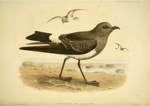 Reproducción/Reproduction 47584948342: A monograph of the petrels (order Tubinares) /. London :Witherby & Co. ...,1907-1910.. 