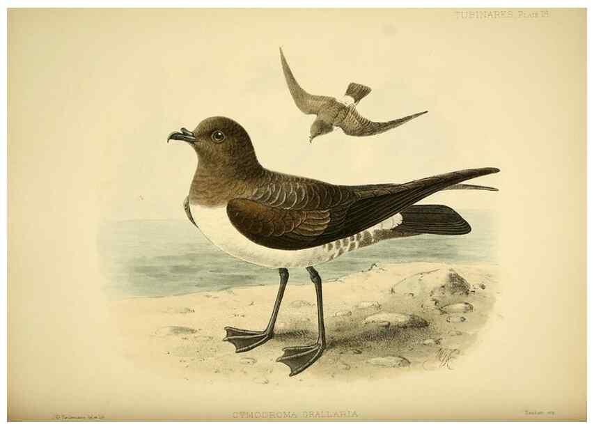 Reproducción/Reproduction 40671179063: A monograph of the petrels (order Tubinares) /. London :Witherby & Co. ...,1907-1910.. 