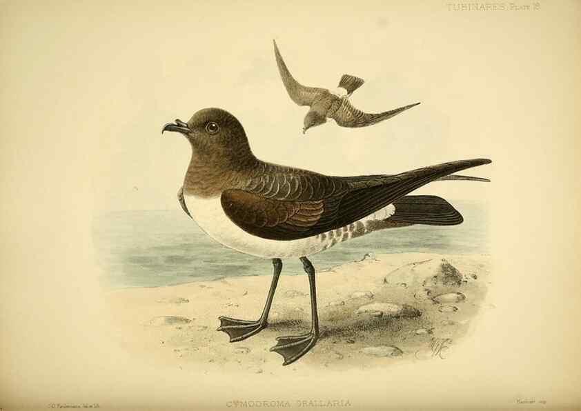 Reproducción/Reproduction 40671179063: A monograph of the petrels (order Tubinares) /. London :Witherby & Co. ...,1907-1910.. 
