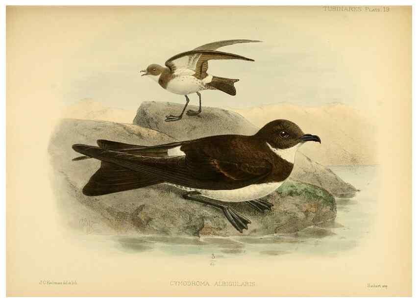 Reproducción/Reproduction 32695134357: A monograph of the petrels (order Tubinares) /. London :Witherby & Co. ...,1907-1910.. 