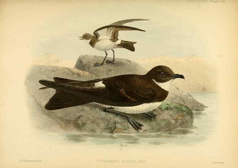 Reproducción/Reproduction 32695134357: A monograph of the petrels (order Tubinares) /. London :Witherby & Co. ...,1907-1910.. 