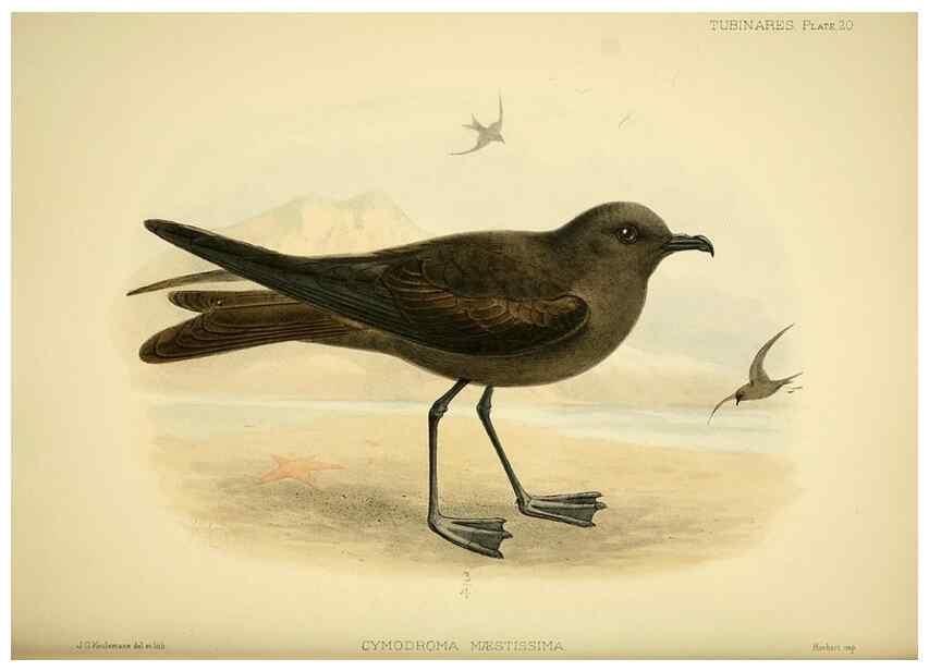 Reproducción/Reproduction 32695136987: A monograph of the petrels (order Tubinares) /. London :Witherby & Co. ...,1907-1910.. 