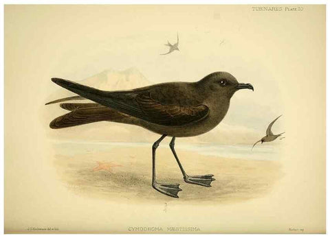 Reproducción/Reproduction 32695136987: A monograph of the petrels (order Tubinares) /. London :Witherby & Co. ...,1907-1910.. 