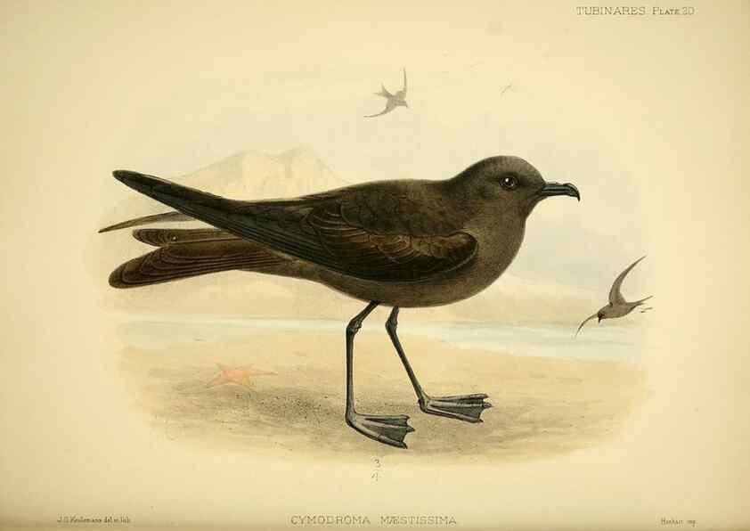 Reproducción/Reproduction 32695136987: A monograph of the petrels (order Tubinares) /. London :Witherby & Co. ...,1907-1910.. 