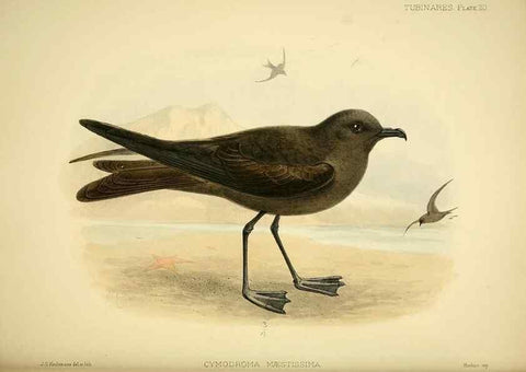 Reproducción/Reproduction 32695136987: A monograph of the petrels (order Tubinares) /. London :Witherby & Co. ...,1907-1910.. 