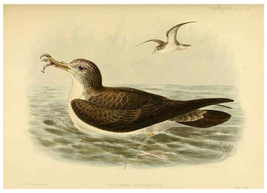 Reproducción/Reproduction 47637758341: A monograph of the petrels (order Tubinares) /. London :Witherby & Co. ...,1907-1910.. 