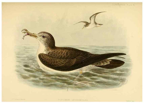 Reproducción/Reproduction 47637758341: A monograph of the petrels (order Tubinares) /. London :Witherby & Co. ...,1907-1910.. 