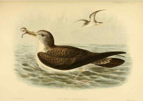 Reproducción/Reproduction 47637758341: A monograph of the petrels (order Tubinares) /. London :Witherby & Co. ...,1907-1910.. 