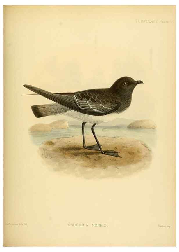 Reproducción/Reproduction 47584946702: A monograph of the petrels (order Tubinares) /. London :Witherby & Co. ...,1907-1910.. 
