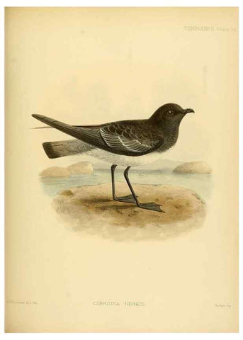 Reproducción/Reproduction 47584946702: A monograph of the petrels (order Tubinares) /. London :Witherby & Co. ...,1907-1910.. 