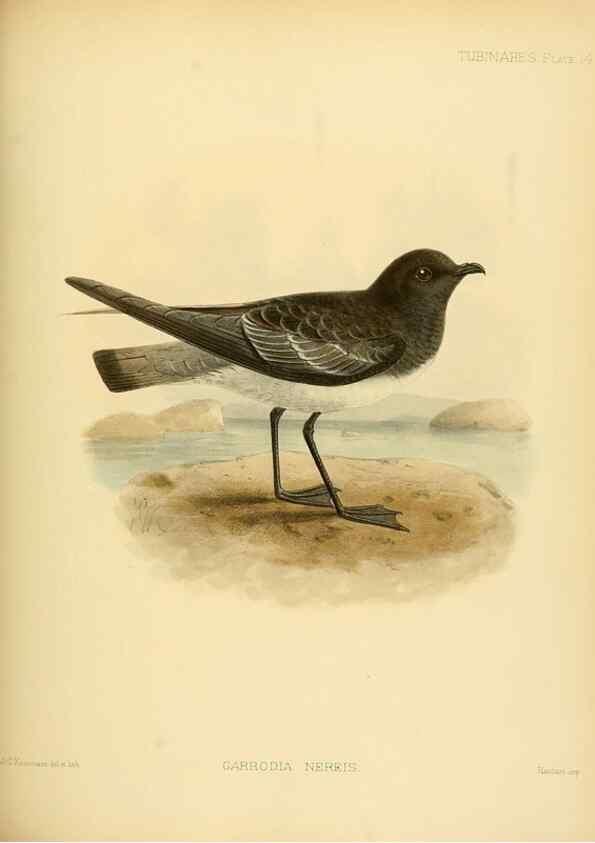 Reproducción/Reproduction 47584946702: A monograph of the petrels (order Tubinares) /. London :Witherby & Co. ...,1907-1910.. 