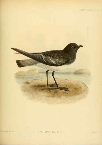 Reproducción/Reproduction 47584946702: A monograph of the petrels (order Tubinares) /. London :Witherby & Co. ...,1907-1910.. 
