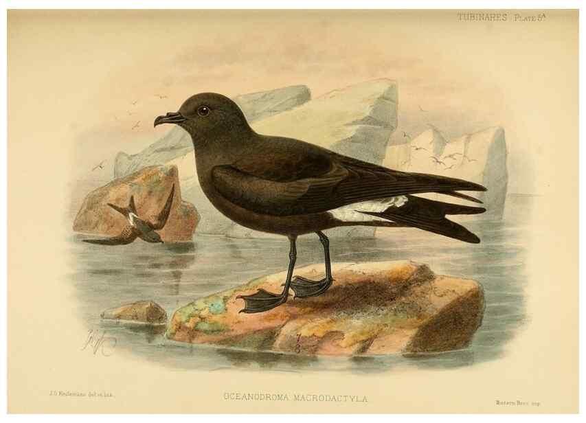 Reproducción/Reproduction 47637752031: A monograph of the petrels (order Tubinares) /. London :Witherby & Co. ...,1907-1910.. 