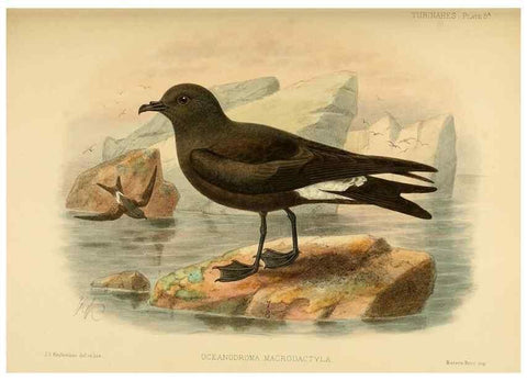 Reproducción/Reproduction 47637752031: A monograph of the petrels (order Tubinares) /. London :Witherby & Co. ...,1907-1910.. 
