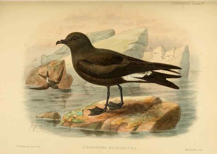 Reproducción/Reproduction 47637752031: A monograph of the petrels (order Tubinares) /. London :Witherby & Co. ...,1907-1910.. 