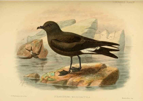 Reproducción/Reproduction 47637752031: A monograph of the petrels (order Tubinares) /. London :Witherby & Co. ...,1907-1910.. 