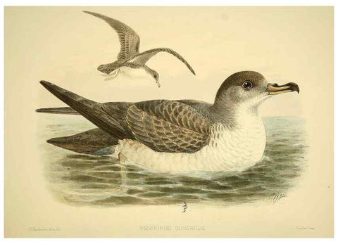 Reproducción/Reproduction 32695278797: A monograph of the petrels (order Tubinares) /. London :Witherby & Co. ...,1907-1910.. 
