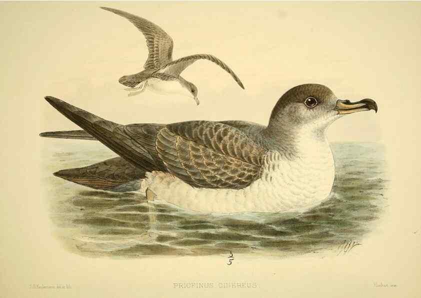 Reproducción/Reproduction 32695278797: A monograph of the petrels (order Tubinares) /. London :Witherby & Co. ...,1907-1910.. 