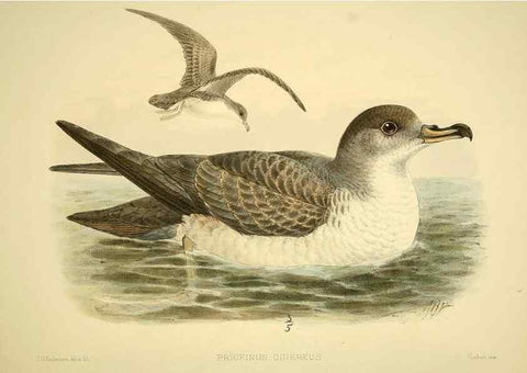 Reproducción/Reproduction 32695278797: A monograph of the petrels (order Tubinares) /. London :Witherby & Co. ...,1907-1910.. 