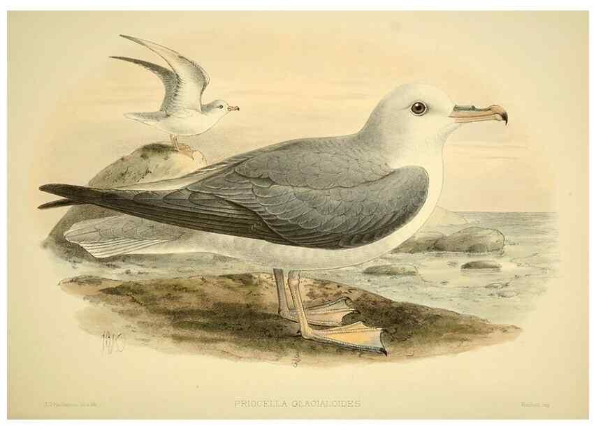 Reproducción/Reproduction 46913595924: A monograph of the petrels (order Tubinares) /. London :Witherby & Co. ...,1907-1910.. 