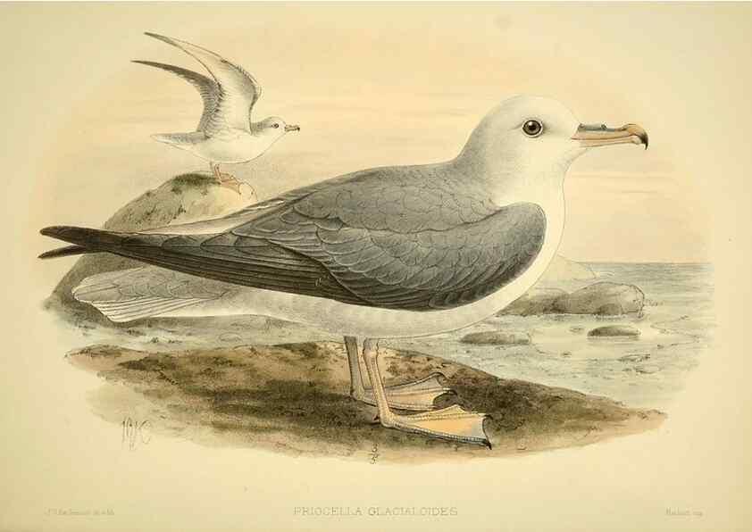 Reproducción/Reproduction 46913595924: A monograph of the petrels (order Tubinares) /. London :Witherby & Co. ...,1907-1910.. 
