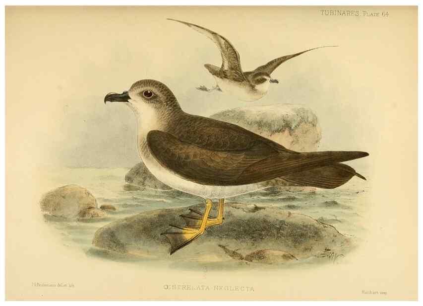 Reproducción/Reproduction 40671330993: A monograph of the petrels (order Tubinares) /. London :Witherby & Co. ...,1907-1910.. 