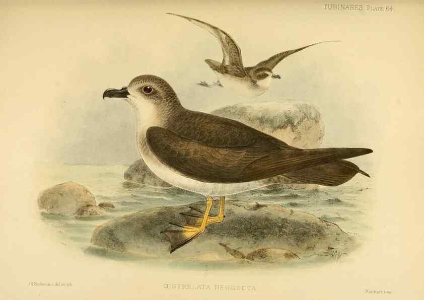 Reproducción/Reproduction 40671330993: A monograph of the petrels (order Tubinares) /. London :Witherby & Co. ...,1907-1910.. 