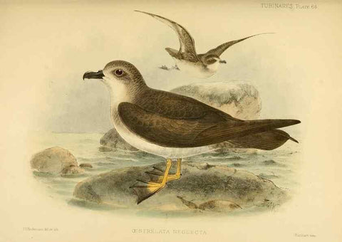 Reproducción/Reproduction 40671330993: A monograph of the petrels (order Tubinares) /. London :Witherby & Co. ...,1907-1910.. 