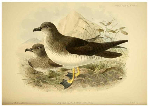 Reproducción/Reproduction 32695288167: A monograph of the petrels (order Tubinares) /. London :Witherby & Co. ...,1907-1910.. 