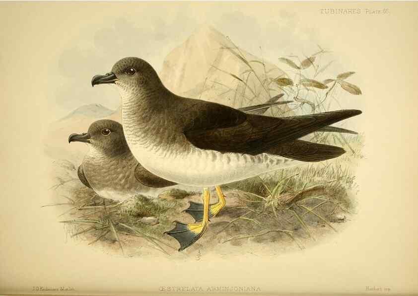 Reproducción/Reproduction 32695288167: A monograph of the petrels (order Tubinares) /. London :Witherby & Co. ...,1907-1910.. 