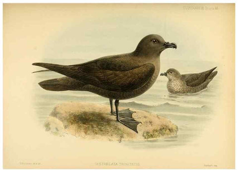 Reproducción/Reproduction 47637907771: A monograph of the petrels (order Tubinares) /. London :Witherby & Co. ...,1907-1910.. 