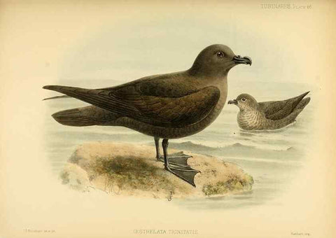 Reproducción/Reproduction 47637907771: A monograph of the petrels (order Tubinares) /. London :Witherby & Co. ...,1907-1910.. 
