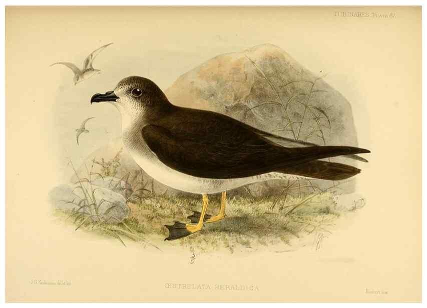 Reproducción/Reproduction 40671333153: A monograph of the petrels (order Tubinares) /. London :Witherby & Co. ...,1907-1910.. 