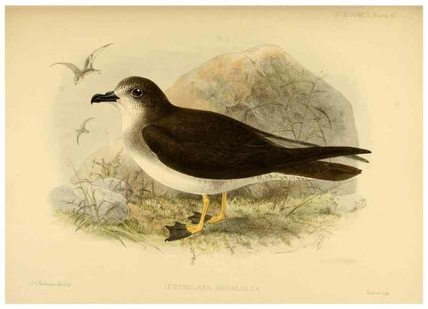 Reproducción/Reproduction 40671333153: A monograph of the petrels (order Tubinares) /. London :Witherby & Co. ...,1907-1910.. 