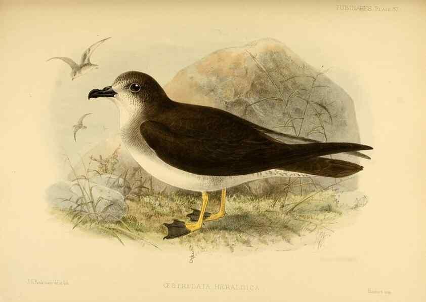 Reproducción/Reproduction 40671333153: A monograph of the petrels (order Tubinares) /. London :Witherby & Co. ...,1907-1910.. 