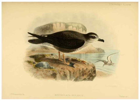 Reproducción/Reproduction 47637908451: A monograph of the petrels (order Tubinares) /. London :Witherby & Co. ...,1907-1910.. 