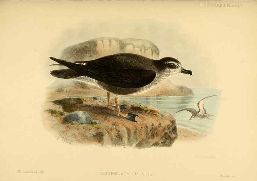 Reproducción/Reproduction 47637908451: A monograph of the petrels (order Tubinares) /. London :Witherby & Co. ...,1907-1910.. 